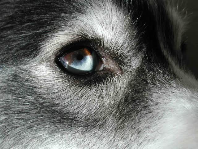 Dog looking curious
